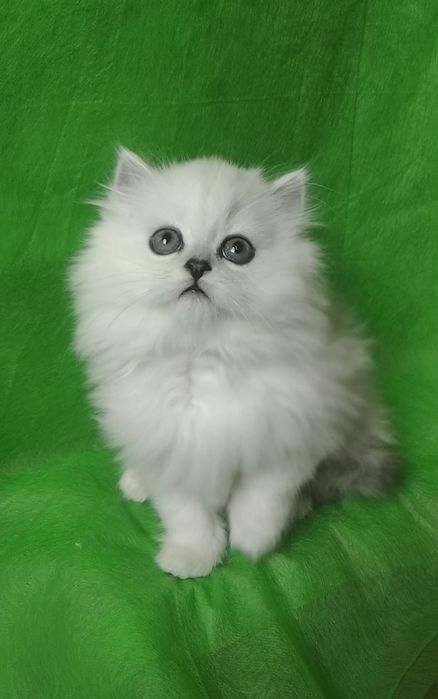 Шиншилла белый серебристый пушистый хайленд