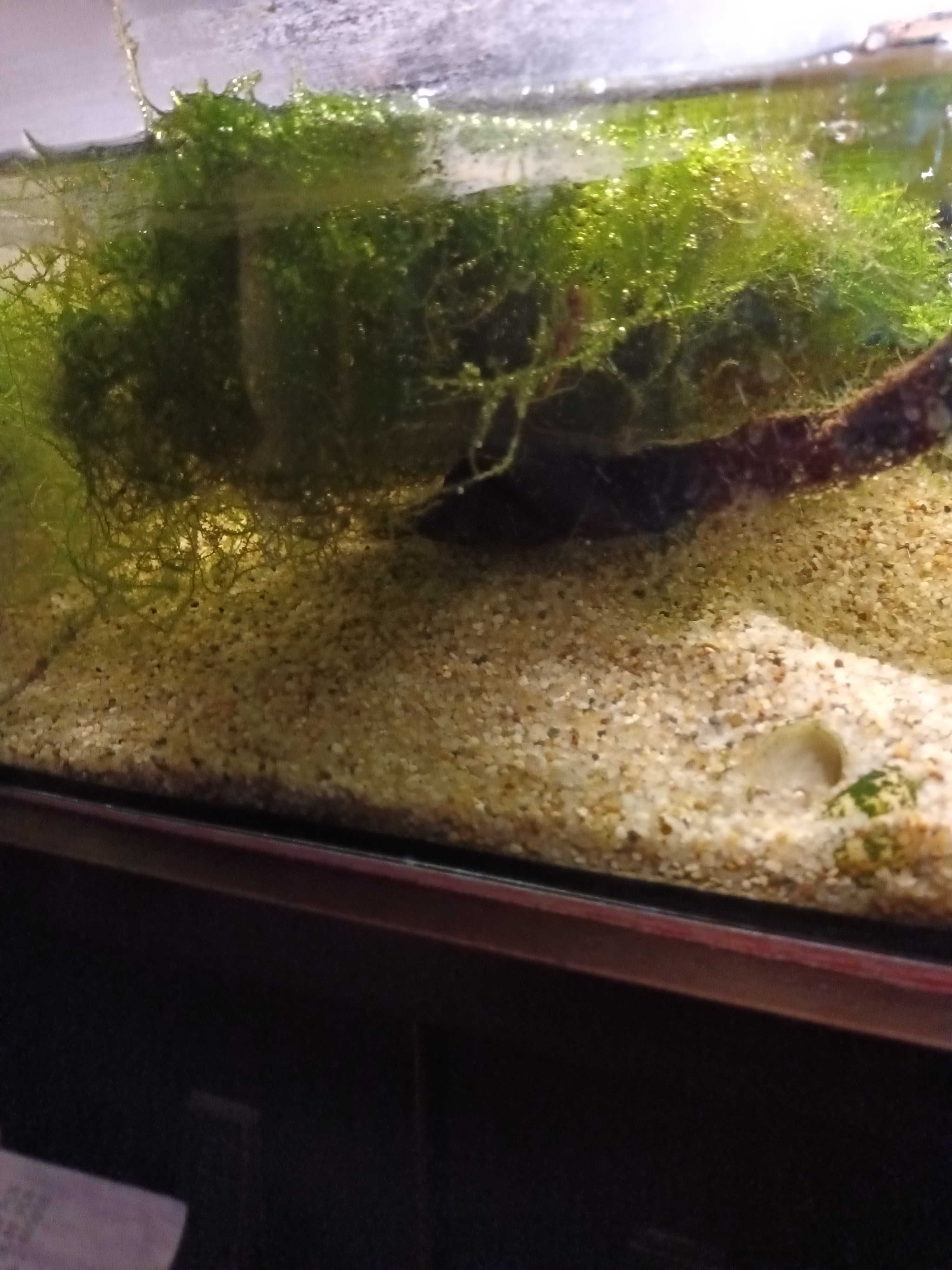 Duzy zestaw- akwarium plus dodatki do terrarium