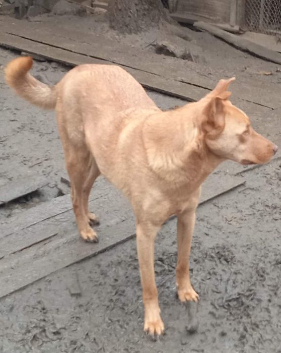 Собачки цуценята шукають господаря