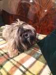 PIesek shih-tzu z  3 szczepieniu. Zdrowy chłopiec