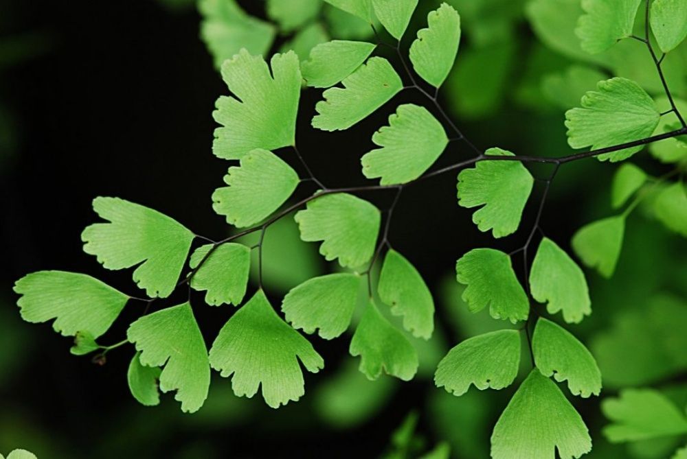 Адіантум (Венерине волося)