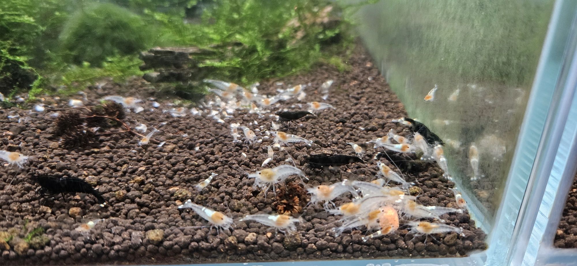 Caridinas Camarões/Shrimp