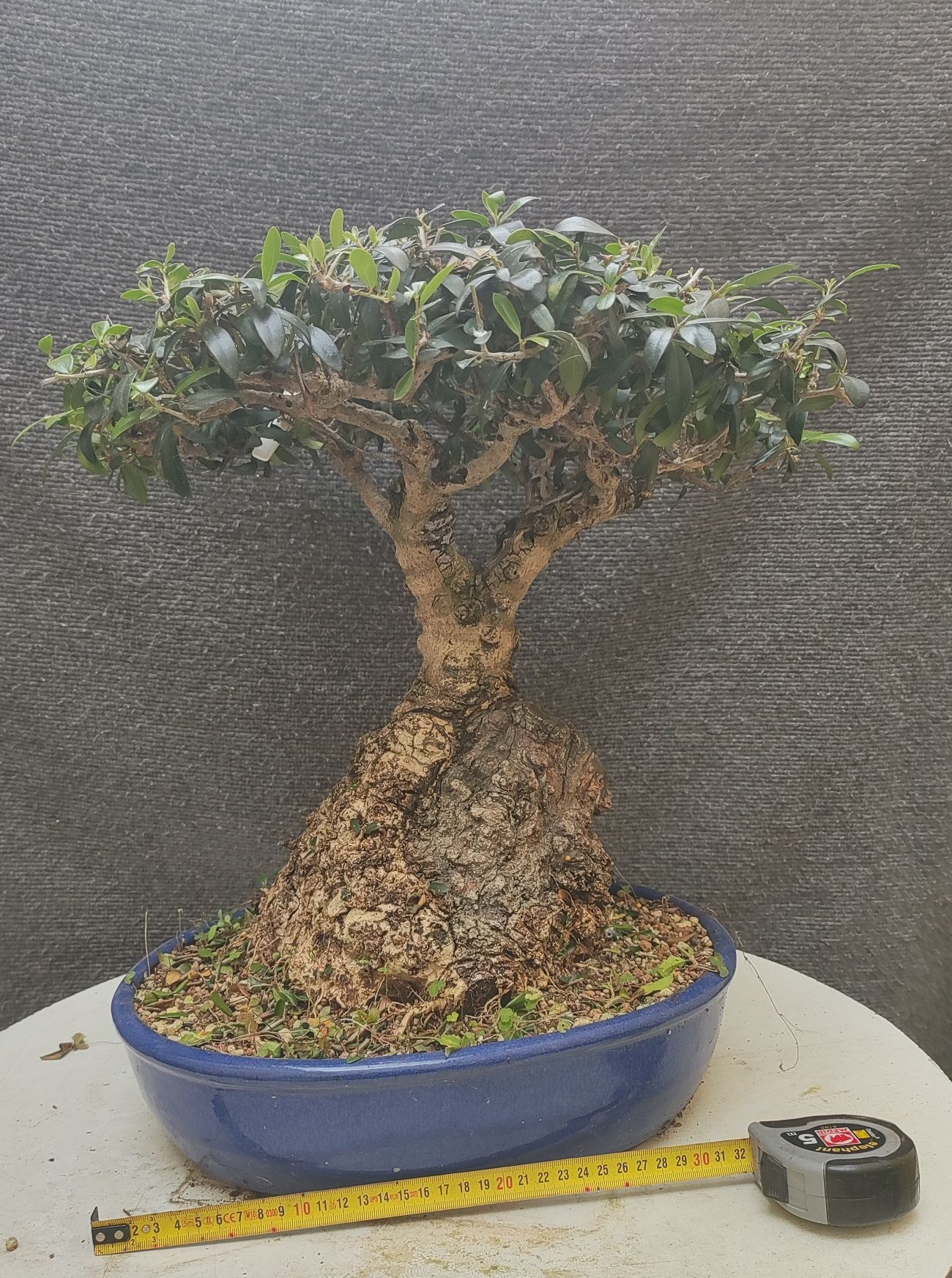 bonsai olea sylvestris