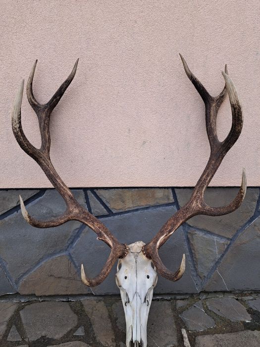 Poroże rogi zrzuty mocny wieniec
