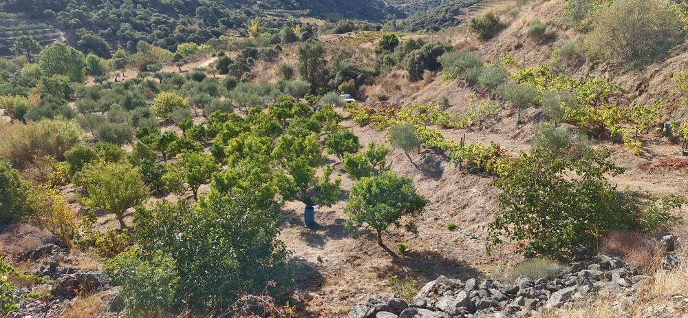 Terreno agrícola no Douro- 1,1 ha com poço, armazém e árvores de fruto