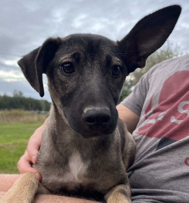 Capri suczka szczeniak do adopcji - uratowana