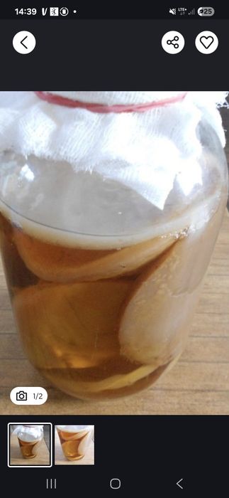 Kombucha plus starter