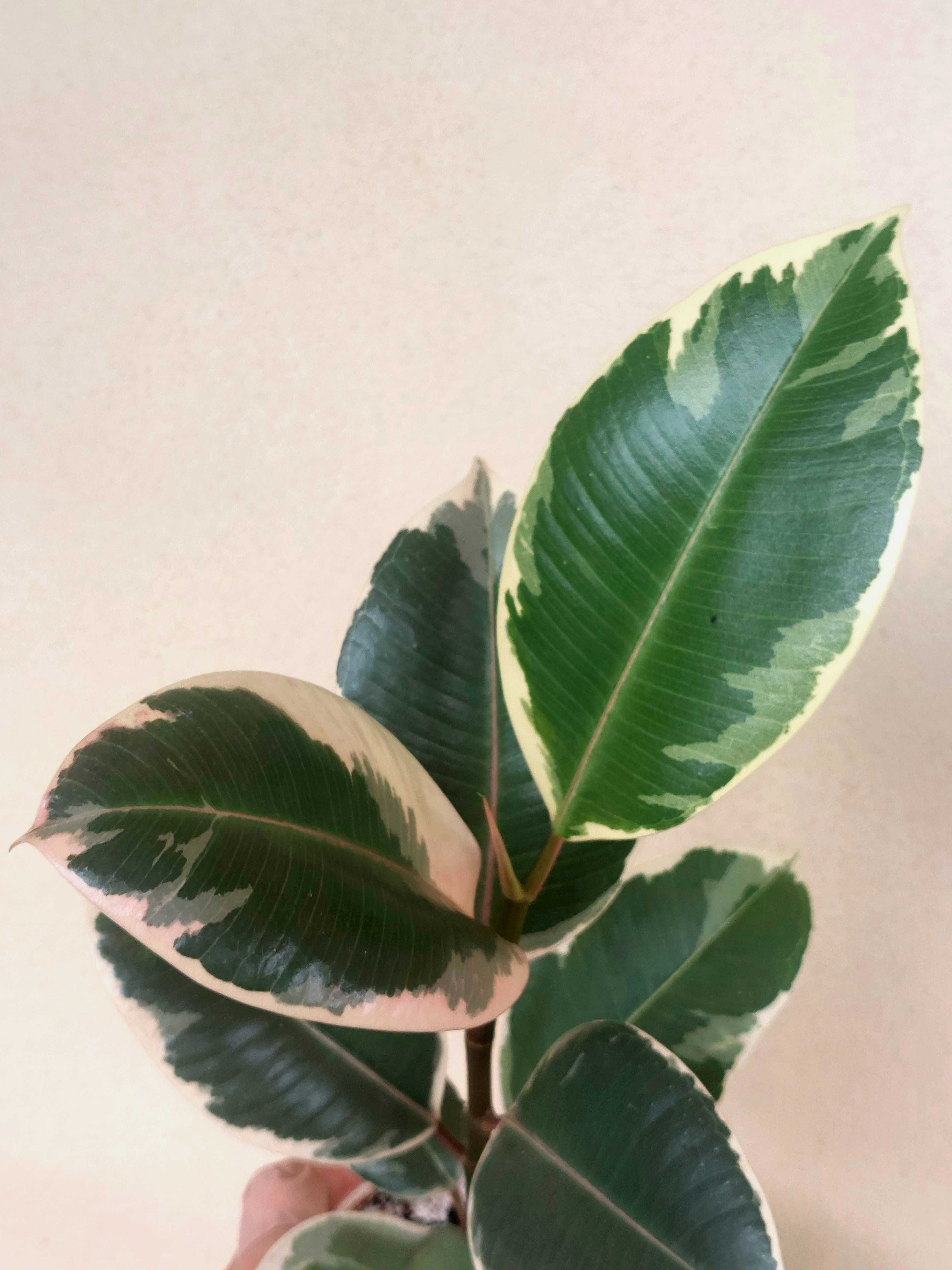 Planta Ficus elastica 'Tineke'
