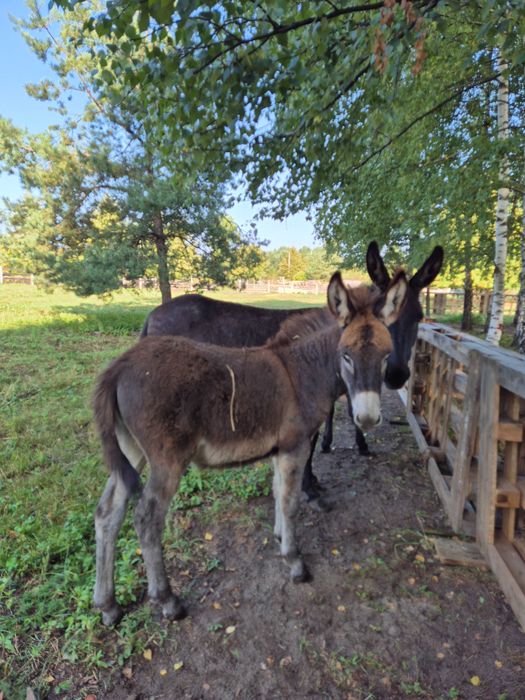 Sprzedam osiołka, młode z mamą
