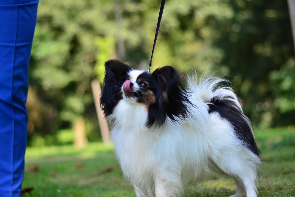 Papillon - piękny piesek Champion FCI