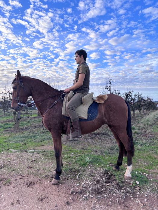 Égua montada super docil