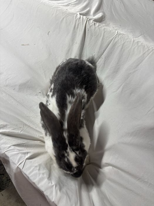 Samica królik króliki