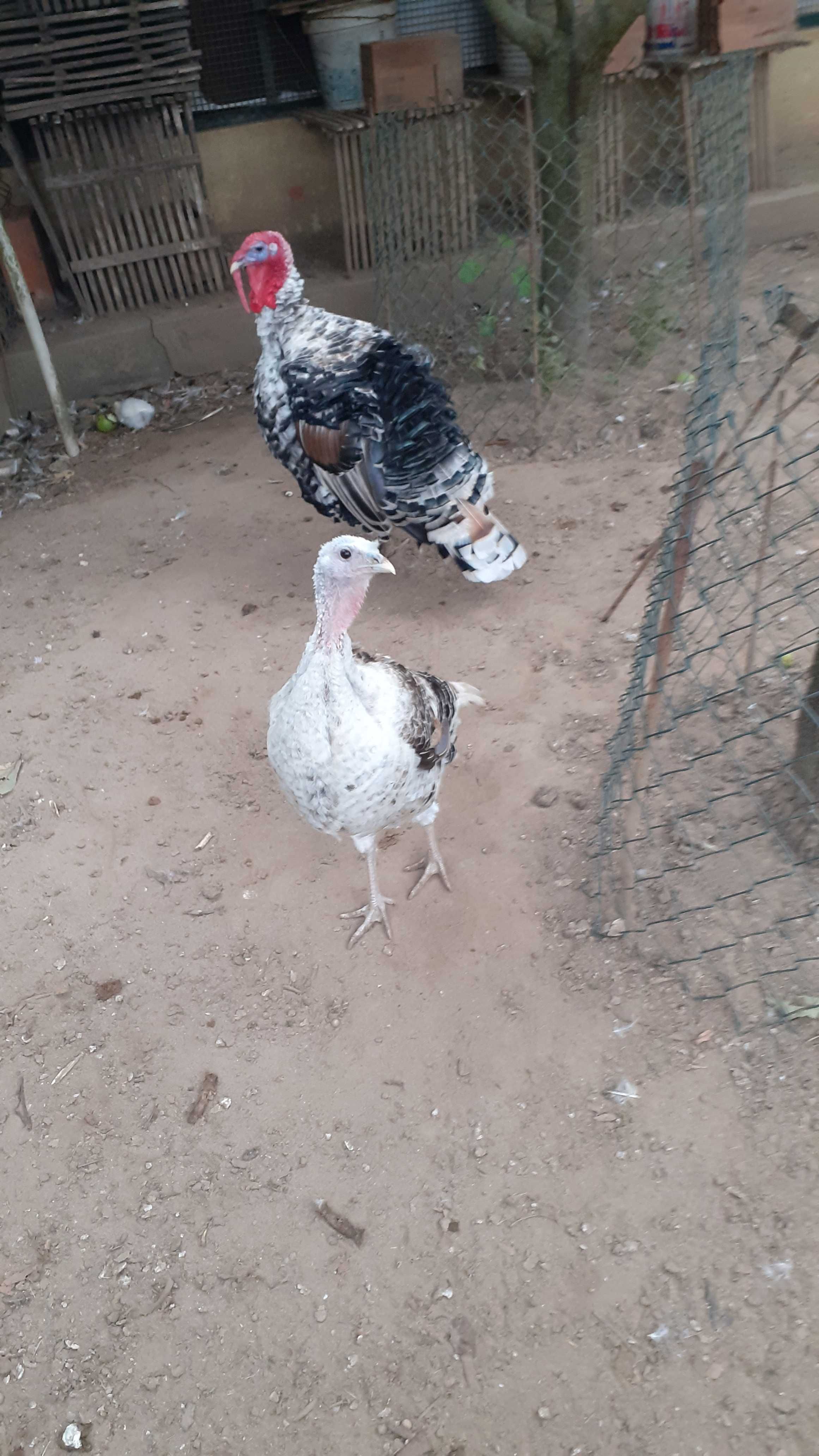 Ovos galados de perua Royal Palm e frangas Jersey gigante azul