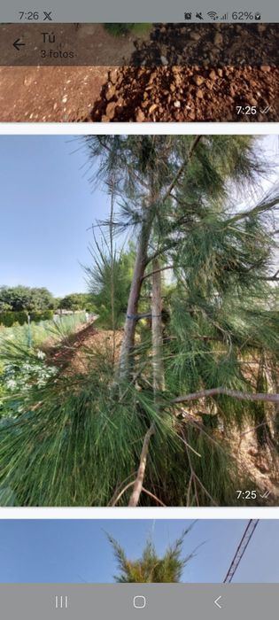 Pinheiros de 4 mt de altura