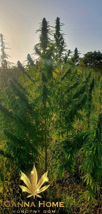 Cały krzew konopia cannabis sativa świeży CBD CBG Duży 2m