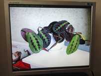 LG Flatron L1919S