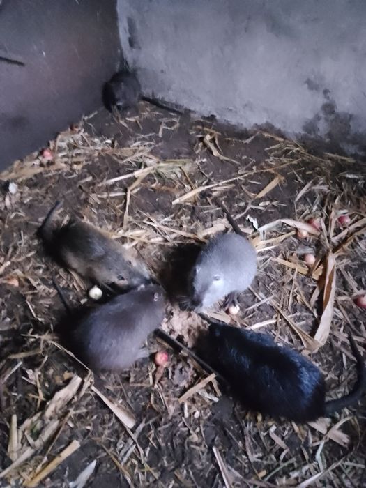 Нутрії на розведення