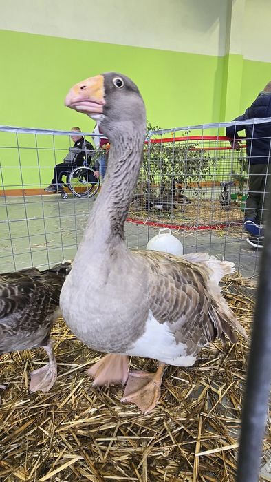 Samiec gęsi bojowej Tula Litewska Linia!