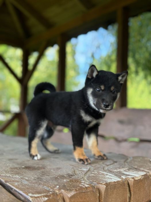 Shiba inu pisek gotowy do odbioru