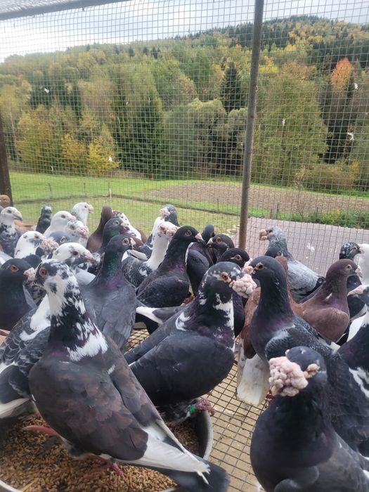 Gołębie staropolskie