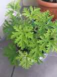 Anginka(geranium) o licznych właściwościach leczniczych.