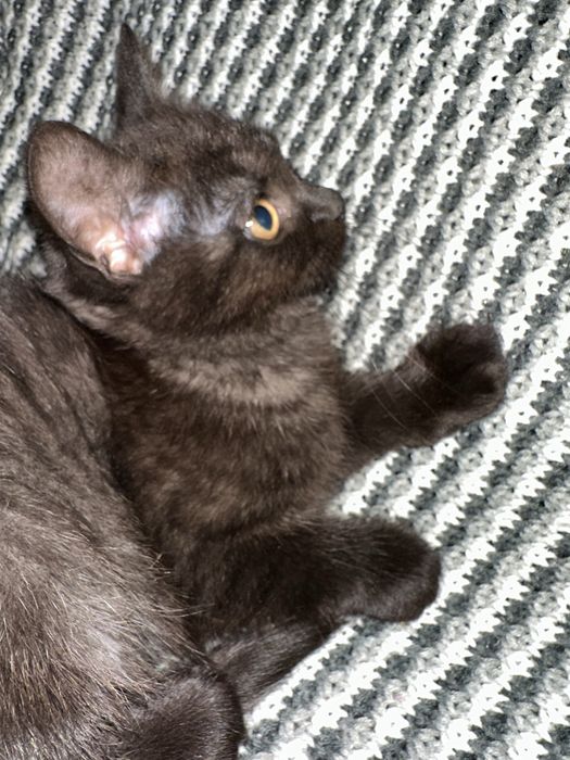 Породисті милі кошенята