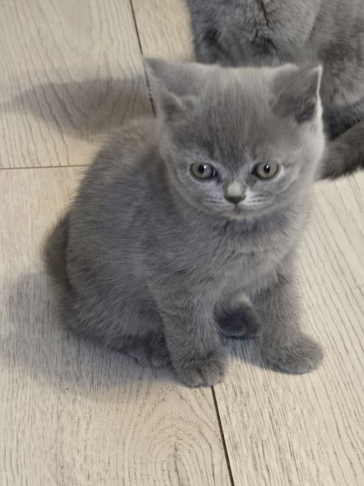 Kotka brytyjska do rezerwacji