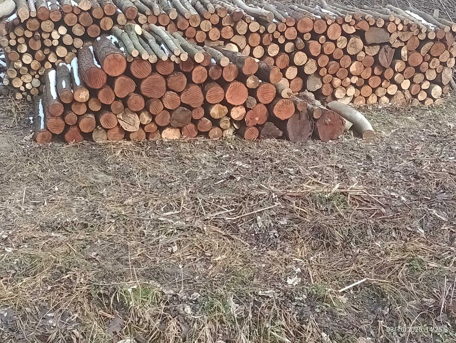 Drewno Olcha Jawor metraki kloc