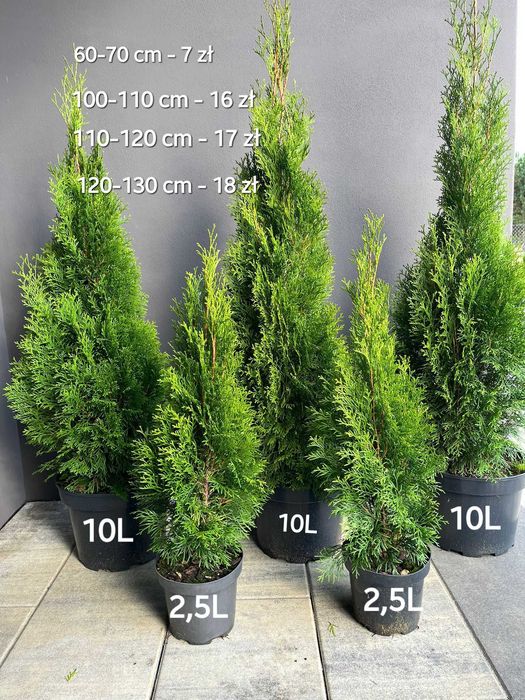 Tuja Thuja Szmaragd 110-120 cm !DONICZKA 10L (NIE 3L)!!