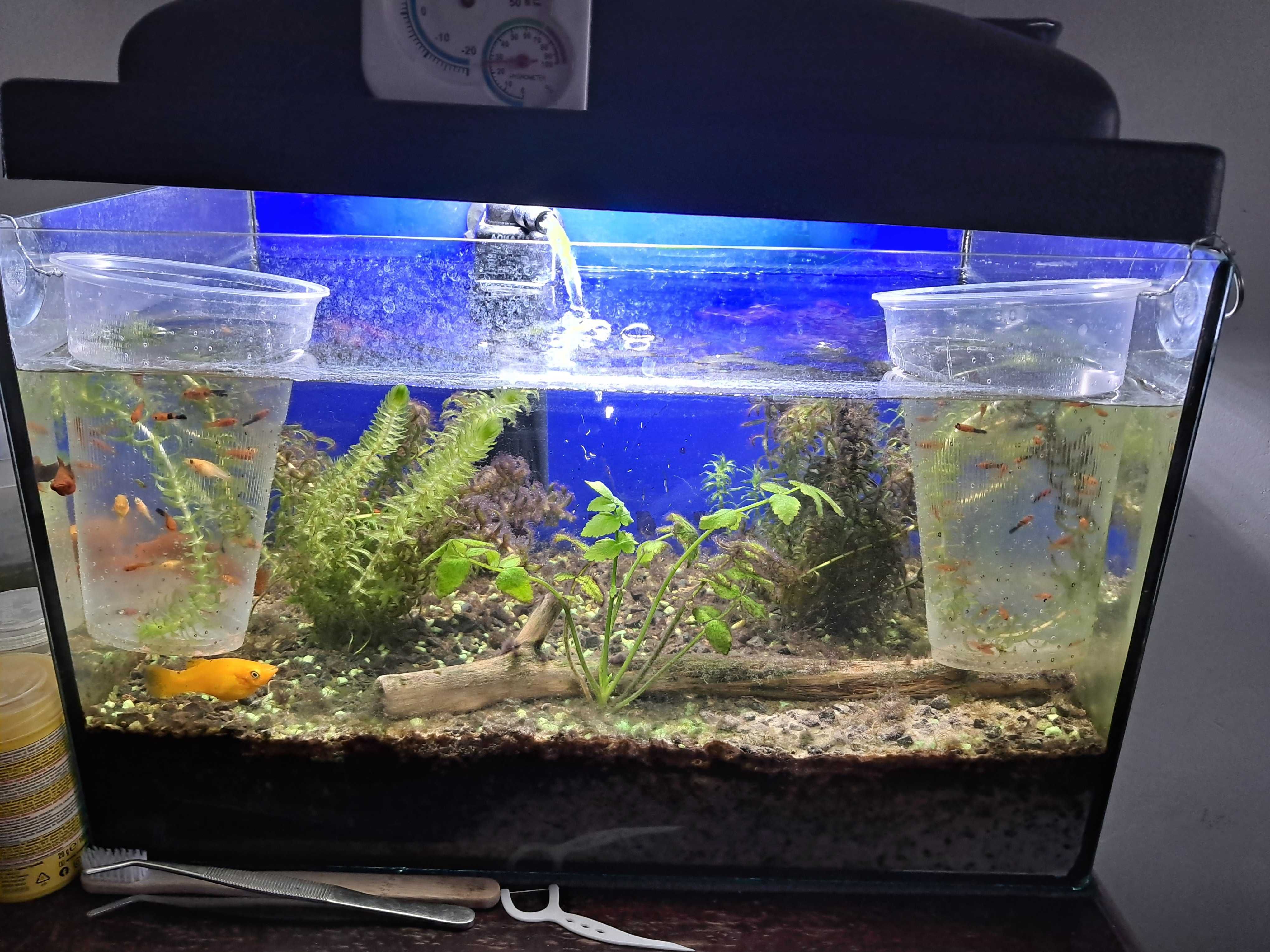 Sprzedam akwarium z rybami i sprzętem 40cmx25cmx25cm
