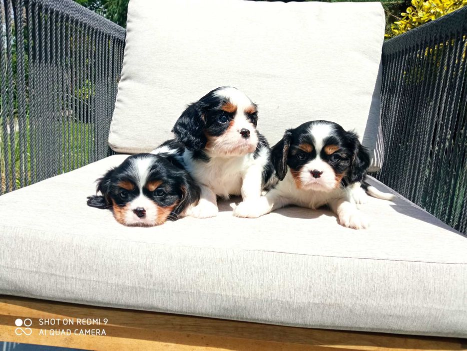 Cavaliery pieski tricolor, rodowód czteropokoleniowy UCI, ZHPR