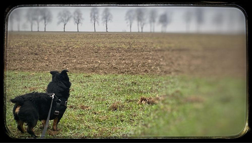 Do adopcji maleńki piesek  Kimczi