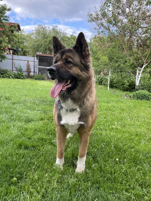 Вязка Акіти амеріканскоі шукаємо дівчинку для гарного хлопця