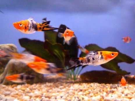 Xiphophorus helleri mieczyk koi tricolor