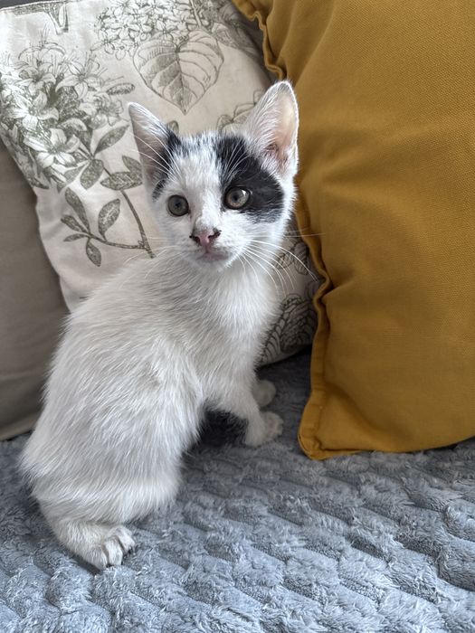 Cudny kocurek  szyka domu