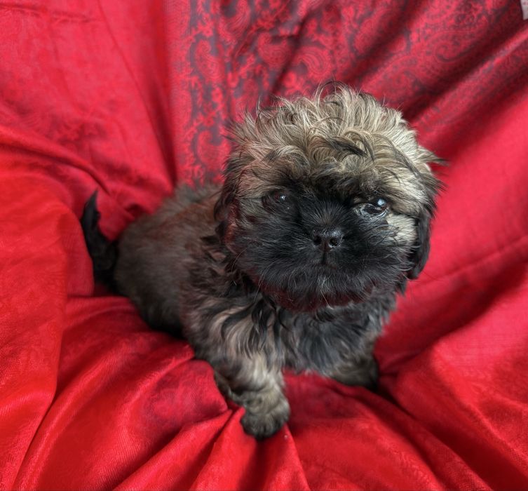 Shih Tzu, Ares z rodowodem