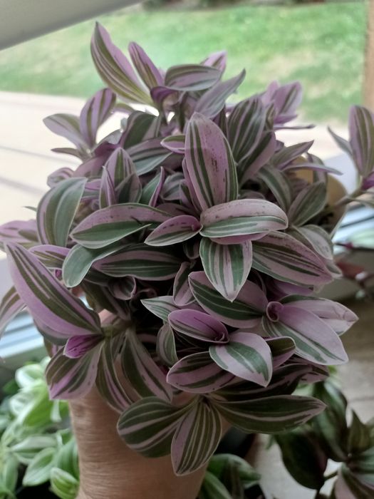 Trzykrotki zestaw 15 odmian Zebrina Silver Evanesce  Yellow  hill