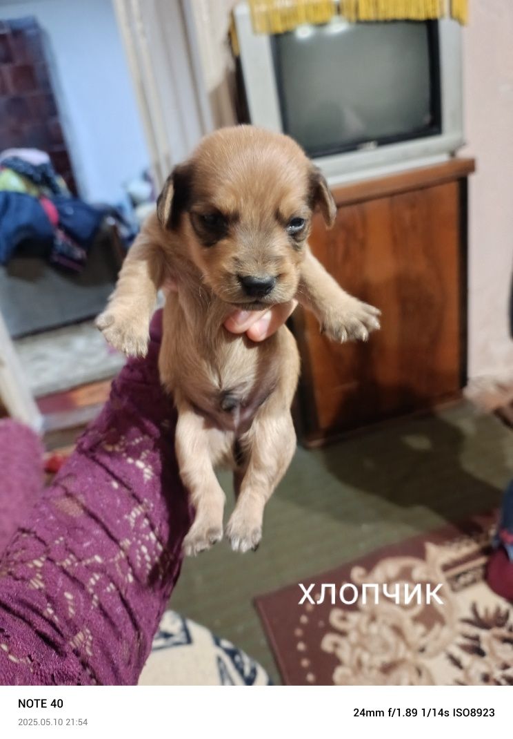 Віддам песиків в добрі руки