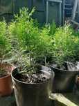 Thuja Szmaragdowa, Thuja occidentalis Smaragd, żywotnik zachodni
