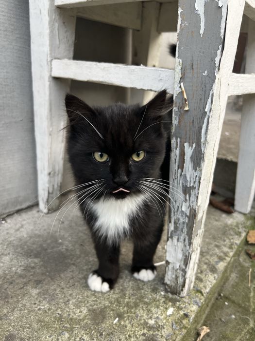 Маленький котик в добрі ручки