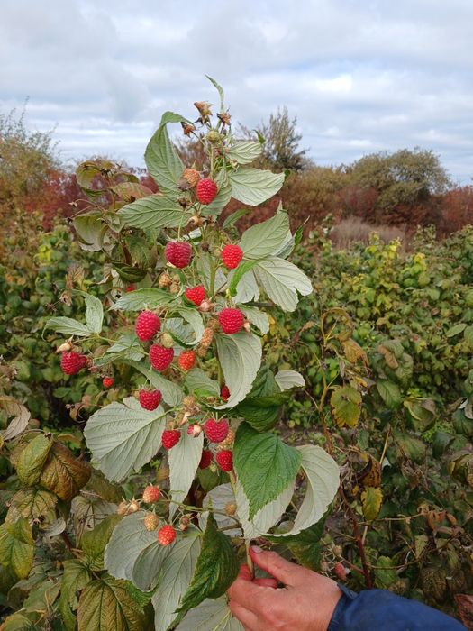 Продам саженці малини полька і полана 6 гривень один якщо багато 5 гр