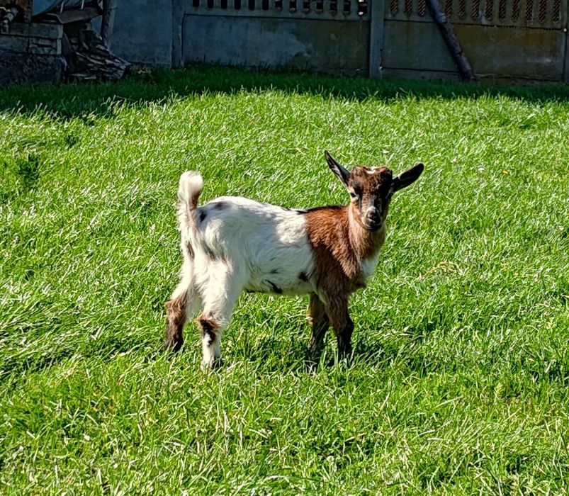 Kozy  miniaturki