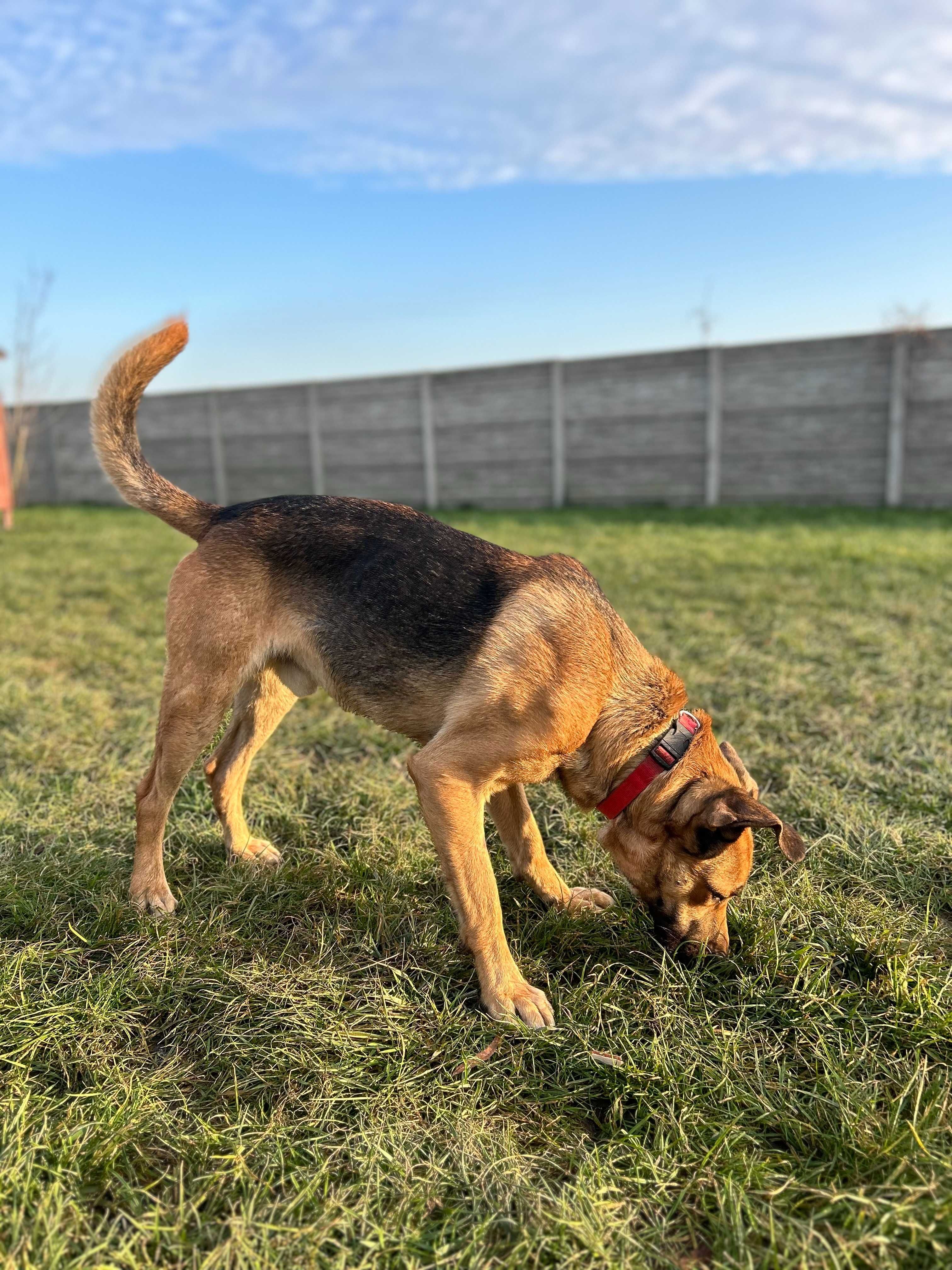Ramzes w typie owczarka do adopcji owczarek Kalisz Wrocław Poznań Łódź