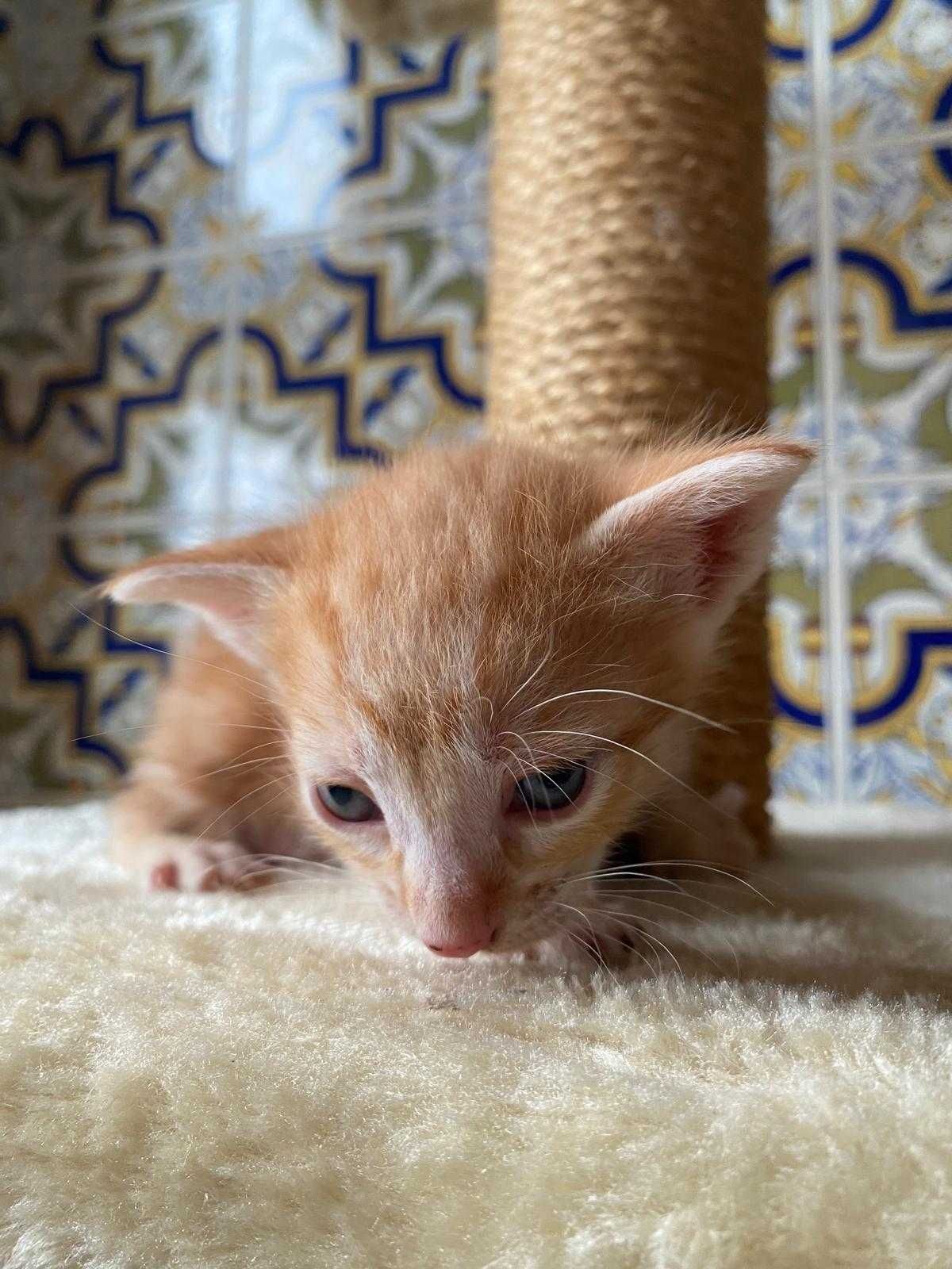 Gatinhas para adopção