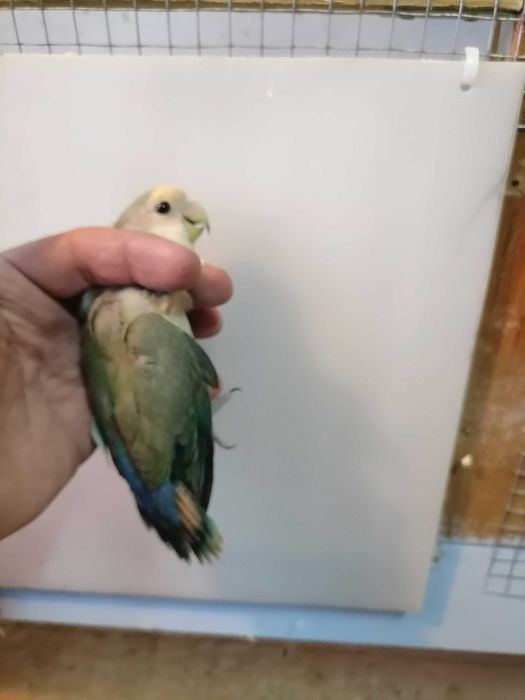 Agarponis rosicolas long.