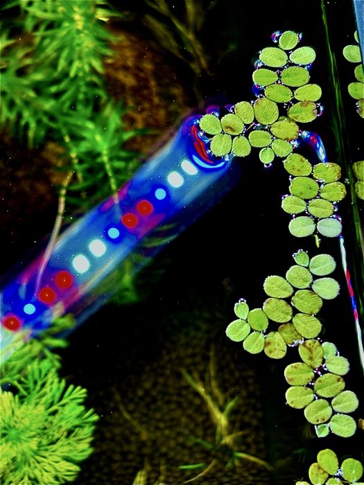 Salvinia Natans roślina pływająca