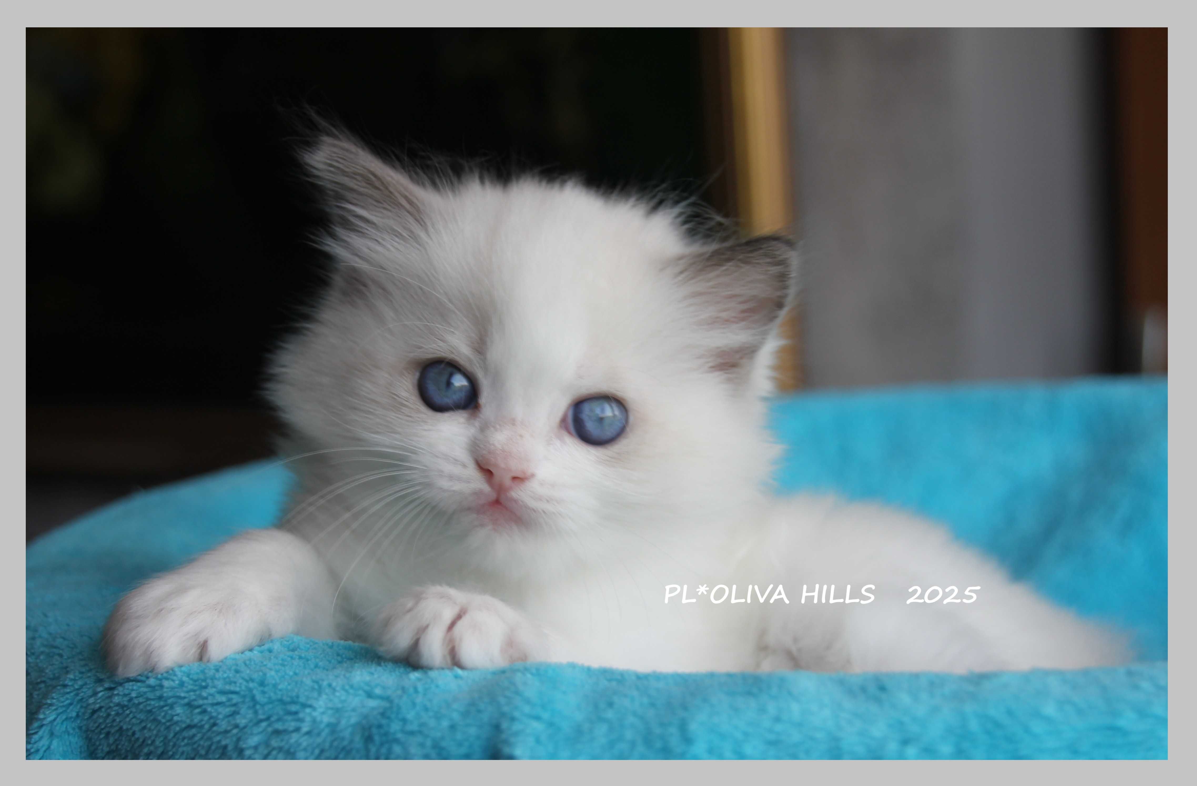 Śliczne Kocięta Ragdoll Gdańsk do odbioru w sierpniu