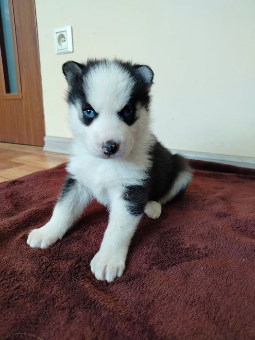 Sunia Syberian Husky