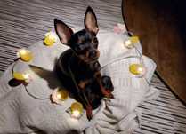 Praski Ratler * Prazsky Krysarik * (nie chihuahua) * Ratlerek