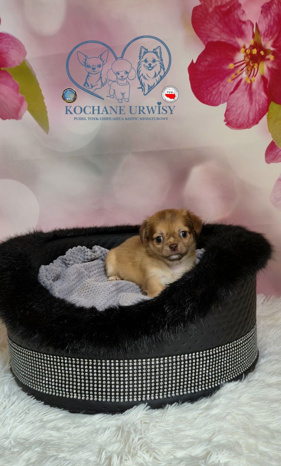 Szczeniak chihuahua długowłosy do rezerwacji,  przepiękny